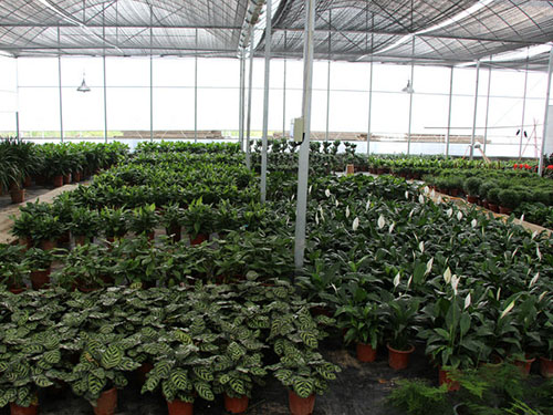 花更好苗圃基地